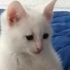 _catt4_