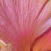 rosegold.moni