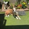 staffy4u