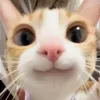 myhappycattt