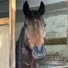magiqueetoile80