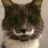 imamustachecat