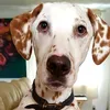 wilbur_lemon_spots