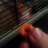 hamstercookie01