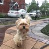that_pup