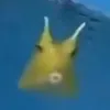 weirdyellowfish