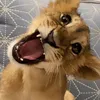MissPOV