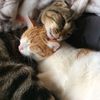 thecatwithfacts