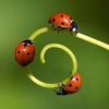 awesomeladybug382