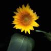 redsunflower2018