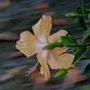 dnghng15
