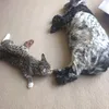 tillyslittails