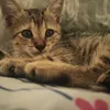 gatita_de_ori