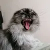 hyakuthecat