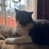 rileythecat8