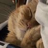 stinktooth_that.cat
