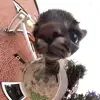 magicalmatchaaa