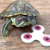 edgyturtle