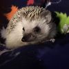 fuzzyquills4549