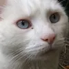 yøgî