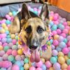 Akilah The GSD 🐾