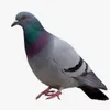 enzopatrick