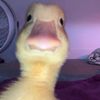 .nutquacker