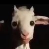 romuald_