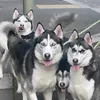huskytribeldn