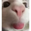 zakkk529