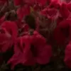 svtvt