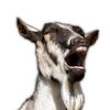 hurseydagoat