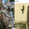 tiktok.comkoala