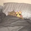 tomnooksfan