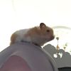 luckiestrodent