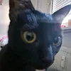 dreamysaurus
