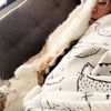gen_meow
