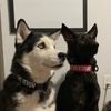 Mia + Vendetta