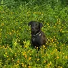 barneytheborador