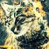 szkitten