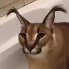 flopptkitki1