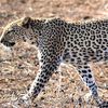 lankyleopard