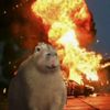 capybarasarefreakingreal