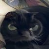 bonbon_12341