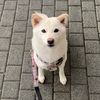 nataliedang3