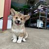 sydneycorgigang
