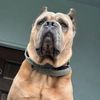 aza_dog_of_war