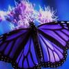 butterflyqueen1222