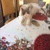 catlover3032