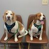.milo.and.duke